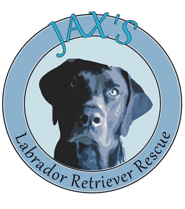 Jax's Labrador Retriever Rescue