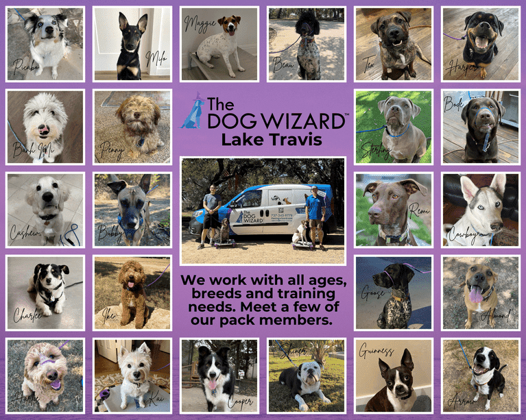 More about The Dog Wizard Lake Travis (Austin)